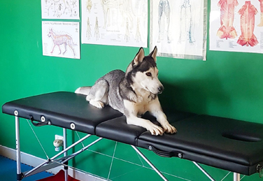 Dog on massage table after myotherapy & massage treatment