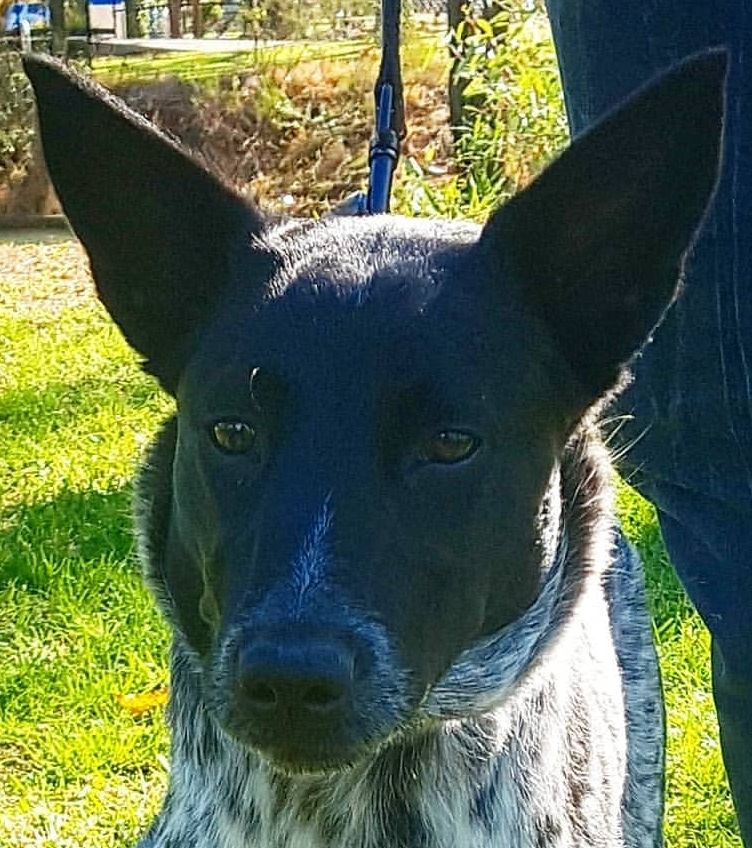 Andrea and her Australian Cattle Dog X Tilly