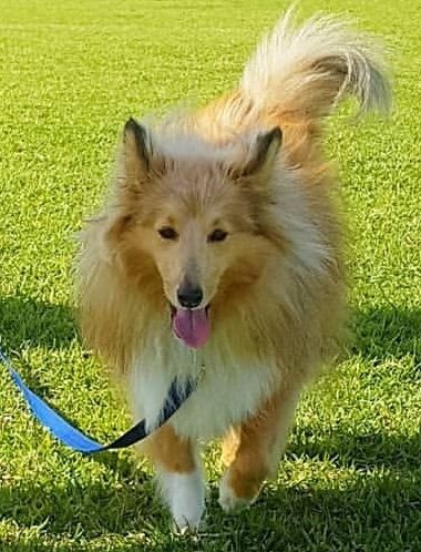 Gemma & her Shetland Sheepdog Charlie