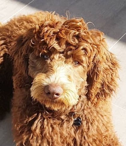 Michelle and her Labradoodle Harley