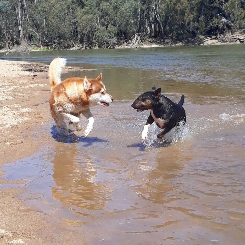 Canine Myotherapy & Massage Treatment, Image of dogs playing