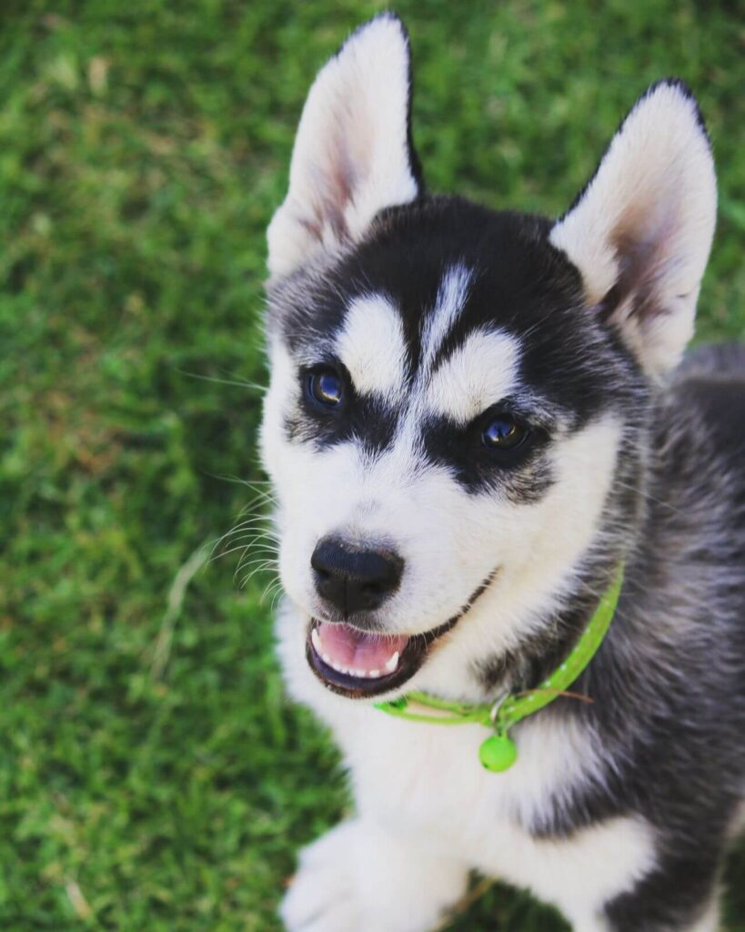 Puppy behaviour training image of husky