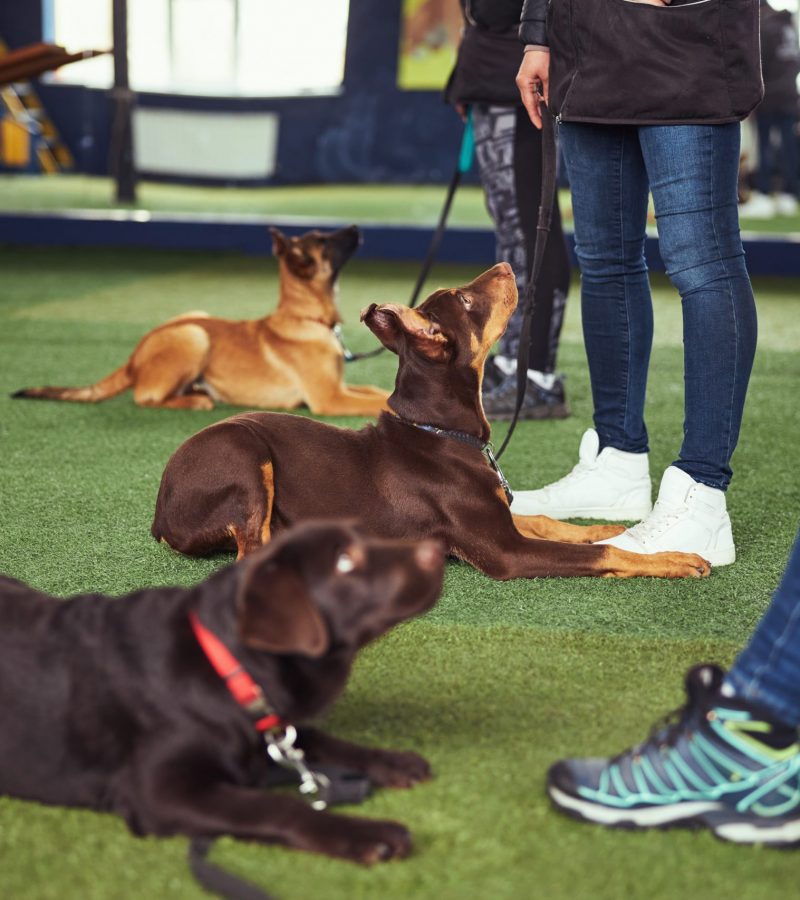 Canines,Being,Trained,By,Experienced,Dog,Handlers